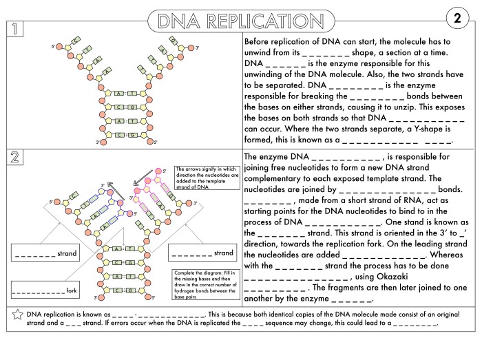 Dna replication model activity answer key