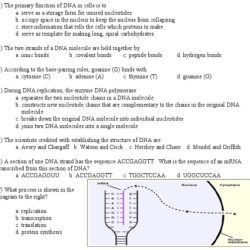 Dna replication model activity answer key