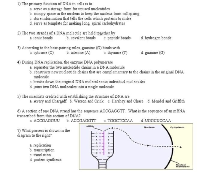 Dna replication model activity answer key