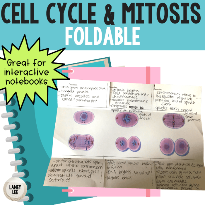 Foldable mitosis meiosis wheel science commoncorematerial foldables math choose board