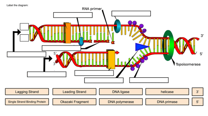 Dna replication model activity answer key