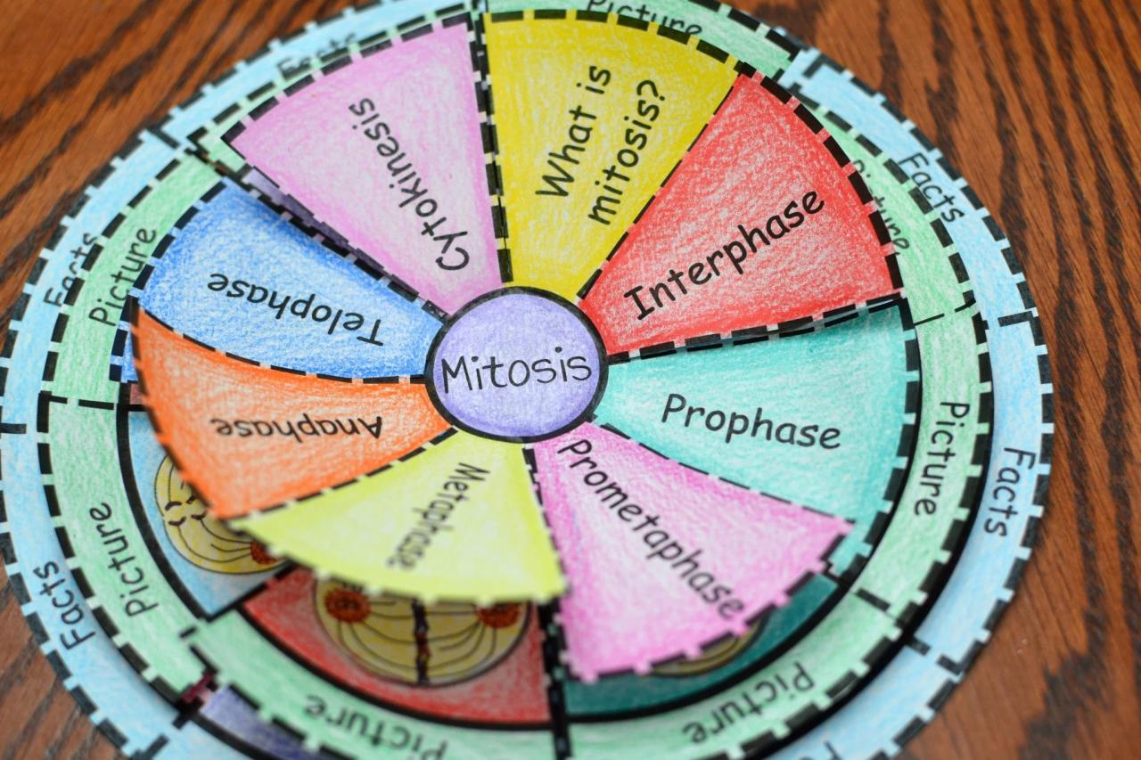 Meiosis foldable