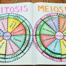 Meiosis foldable activity answer key