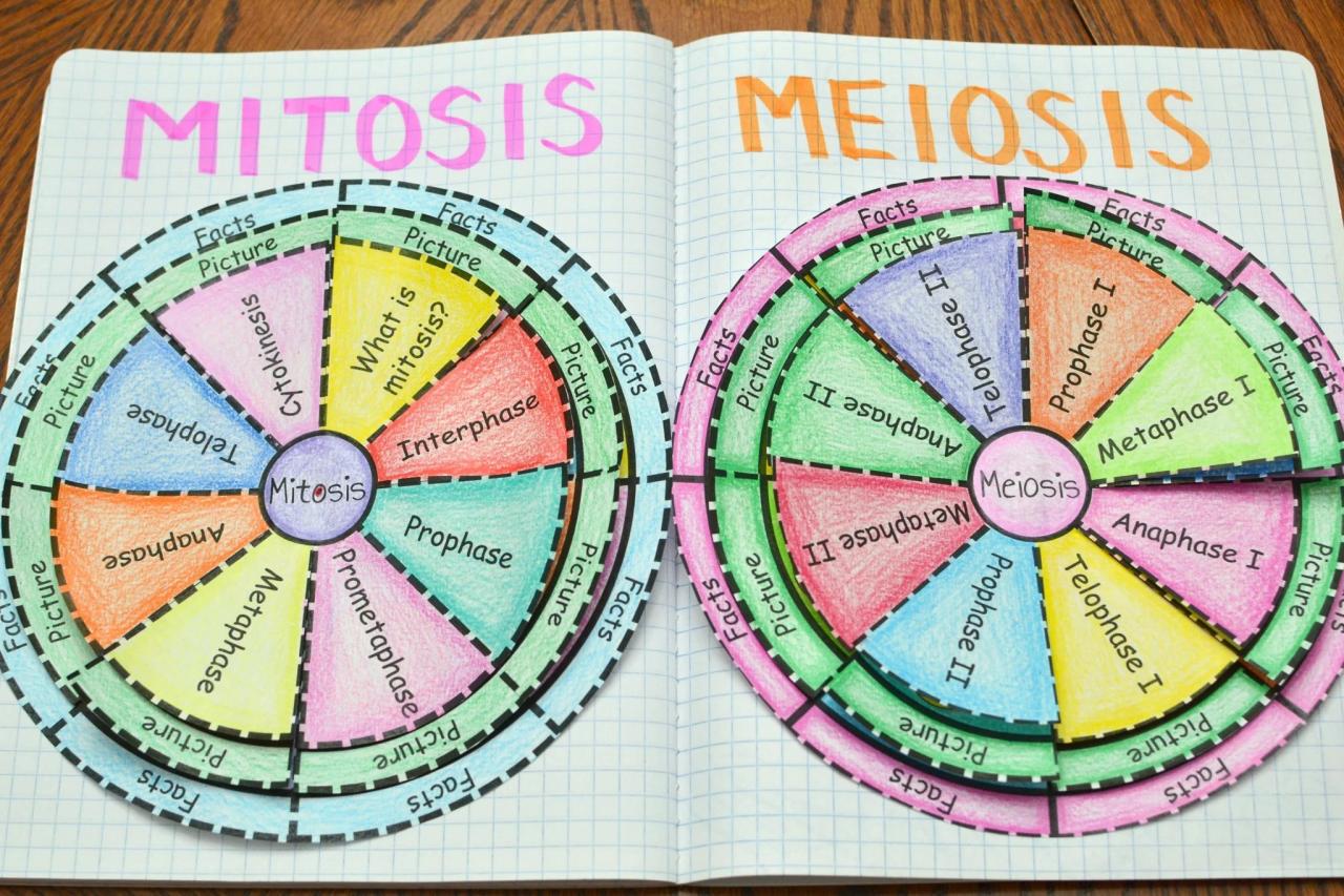 Meiosis foldable activity answer key