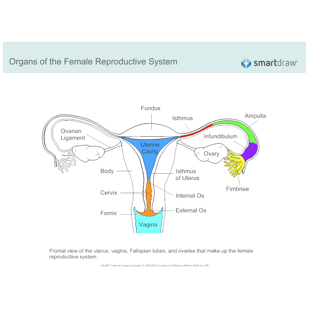 Reproductive female system diagram blank human anterior ovary clipart internal forsman clipartbest labled lh5 googleusercontent structures drawing systems complete