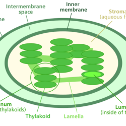 How do chloroplasts capture energy from the sun worksheet