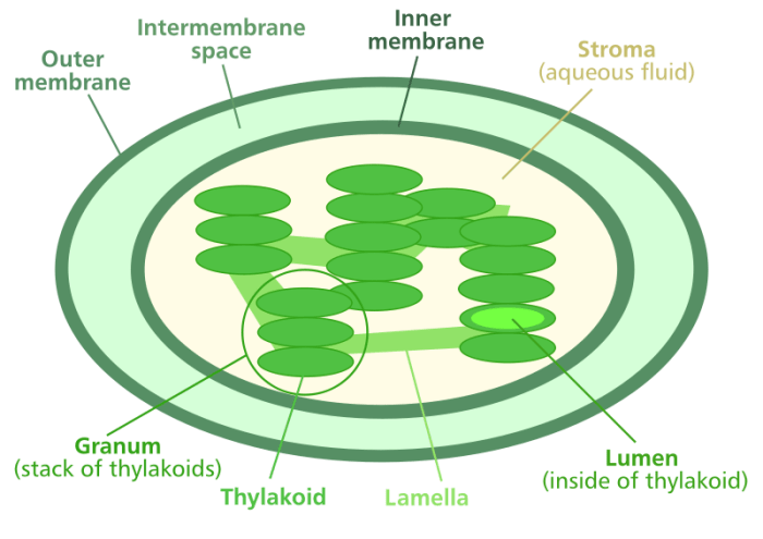 How do chloroplasts capture energy from the sun worksheet