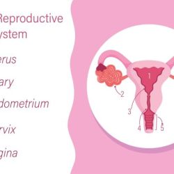 Reproductive system female organs lecture