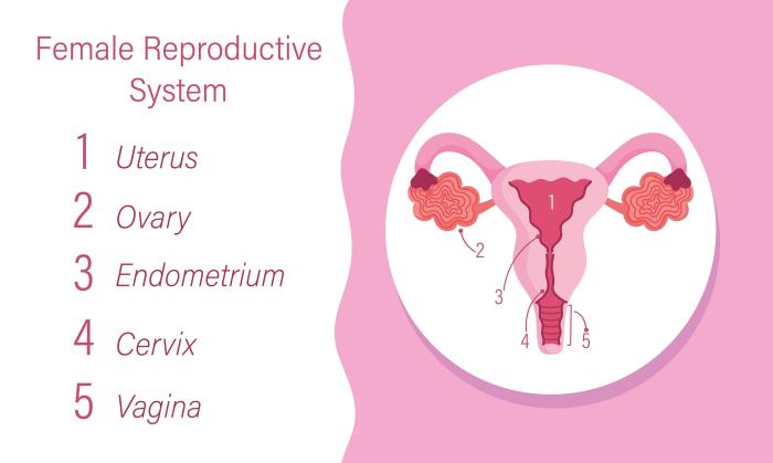 Reproductive system female organs lecture