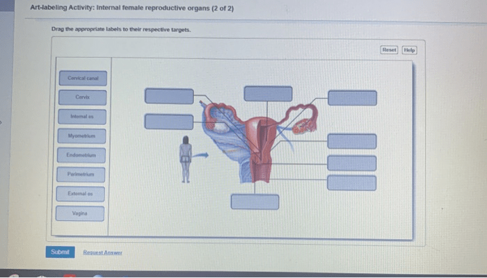 Art labeling activity internal organs of the female reproductive system