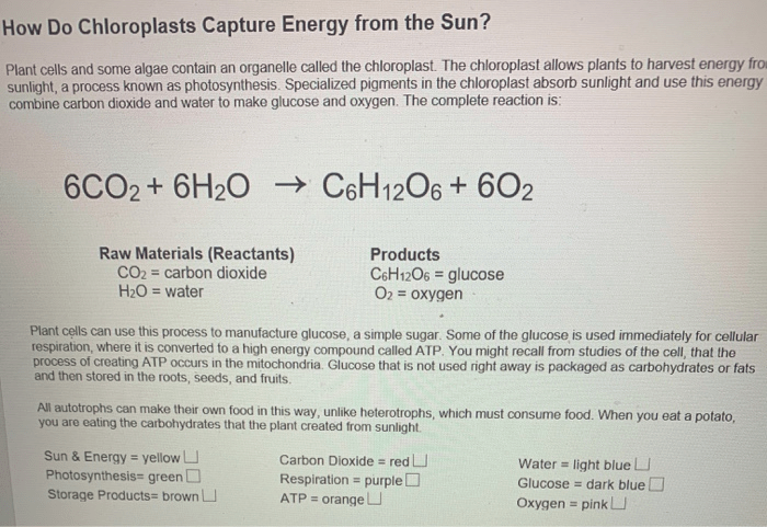 How do chloroplasts capture energy from the sun worksheet