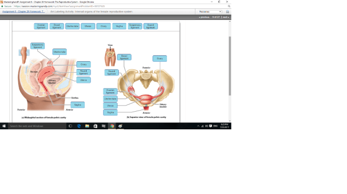 Art labeling activity internal organs of the female reproductive system